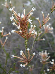 Lysinema pentapetalum