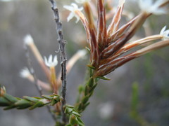 Lysinema pentapetalum