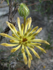 Petrophile brevifolia
