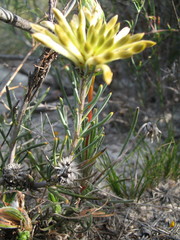 Petrophile brevifolia