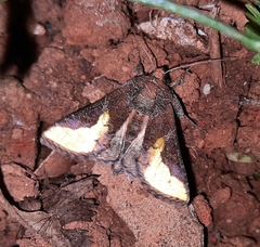 Thysanoplusia orichalcea