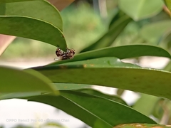 Homotrigona apicalis