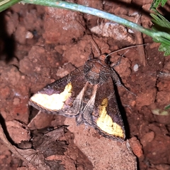 Thysanoplusia orichalcea