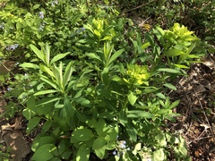 Euphorbia purpurea