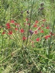 Brunsvigia undulata