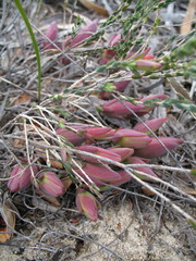 Darwinia speciosa