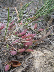 Darwinia speciosa