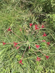 Brunsvigia undulata