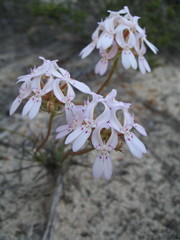 Stylidium crossocephalum