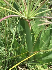 Brunsvigia undulata