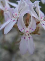 Stylidium crossocephalum