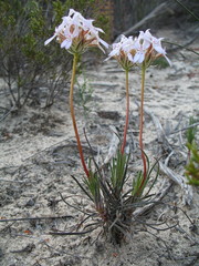 Stylidium crossocephalum