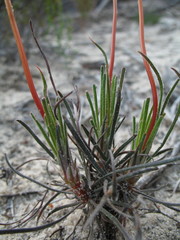 Stylidium crossocephalum