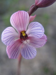 Thelymitra campanulata