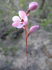 Thelymitra campanulata