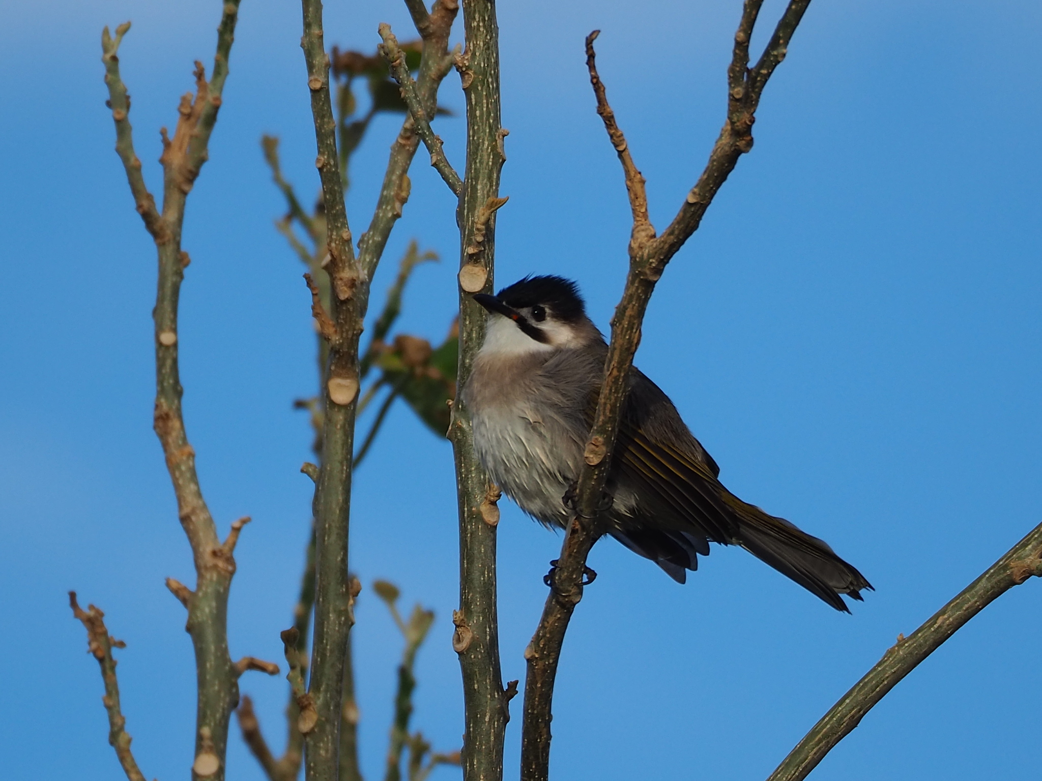 Styan's Bulbul