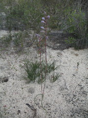 Thelymitra campanulata