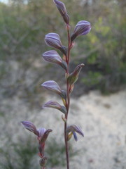 Thelymitra campanulata