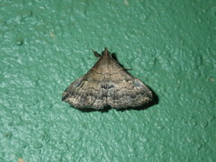 Phlyctaina irrigualis