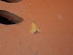 Pyrausta insignitalis