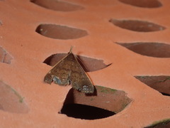 Micramma croceicosta