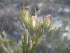 Adenanthos cygnorum