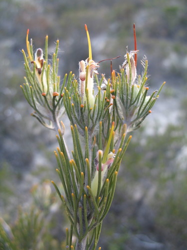 Adenanthos cygnorum Diels