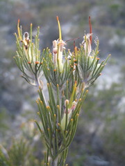 Adenanthos cygnorum