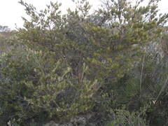 Adenanthos cygnorum