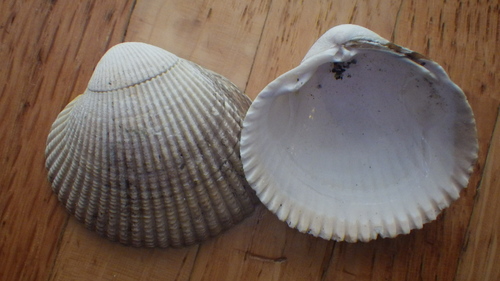 Clinocardium nuttallii