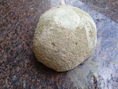 Penicillium digitatum