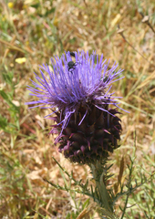 Cynara humilis