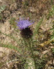 Cynara humilis