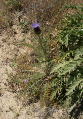 Cynara humilis