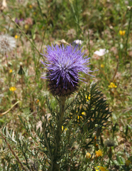 Cynara humilis
