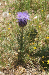 Cynara humilis