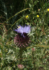 Cynara humilis