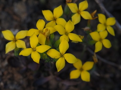 Kalanchoe garambiensis