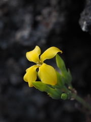 Kalanchoe garambiensis