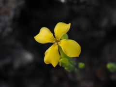 Kalanchoe garambiensis