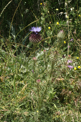 Cynara humilis