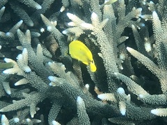 Chaetodon andamanensis