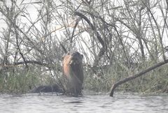 Lutrogale perspicillata