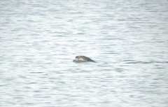 Lutrogale perspicillata