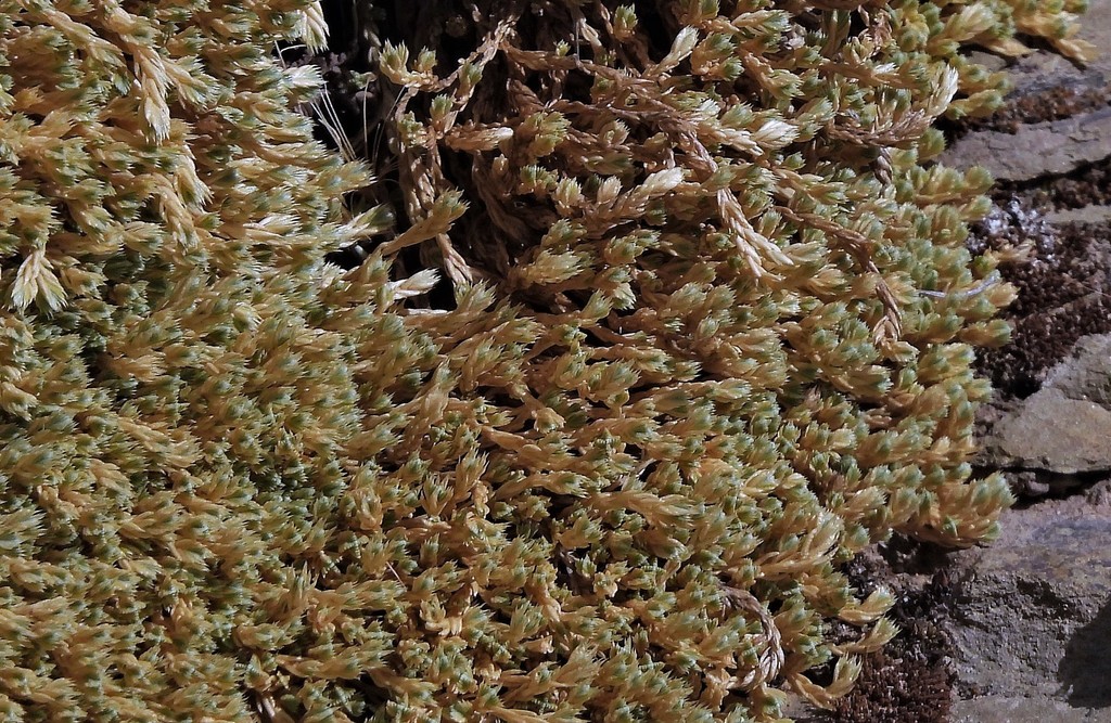 Pycnophyllum mucronulatum