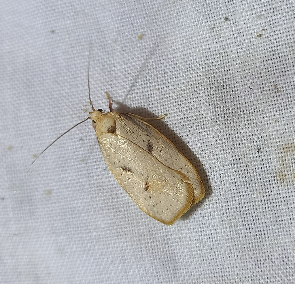 Mountain Beech Flat Moth
