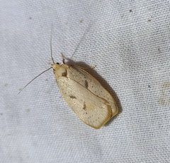 Proteodes carnifex