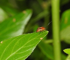 Horciasinus signoreti