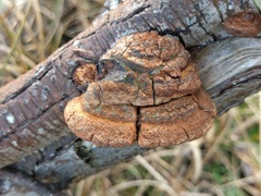 Fomitiporia hippophaeicola