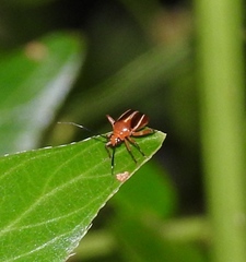 Horciasinus signoreti